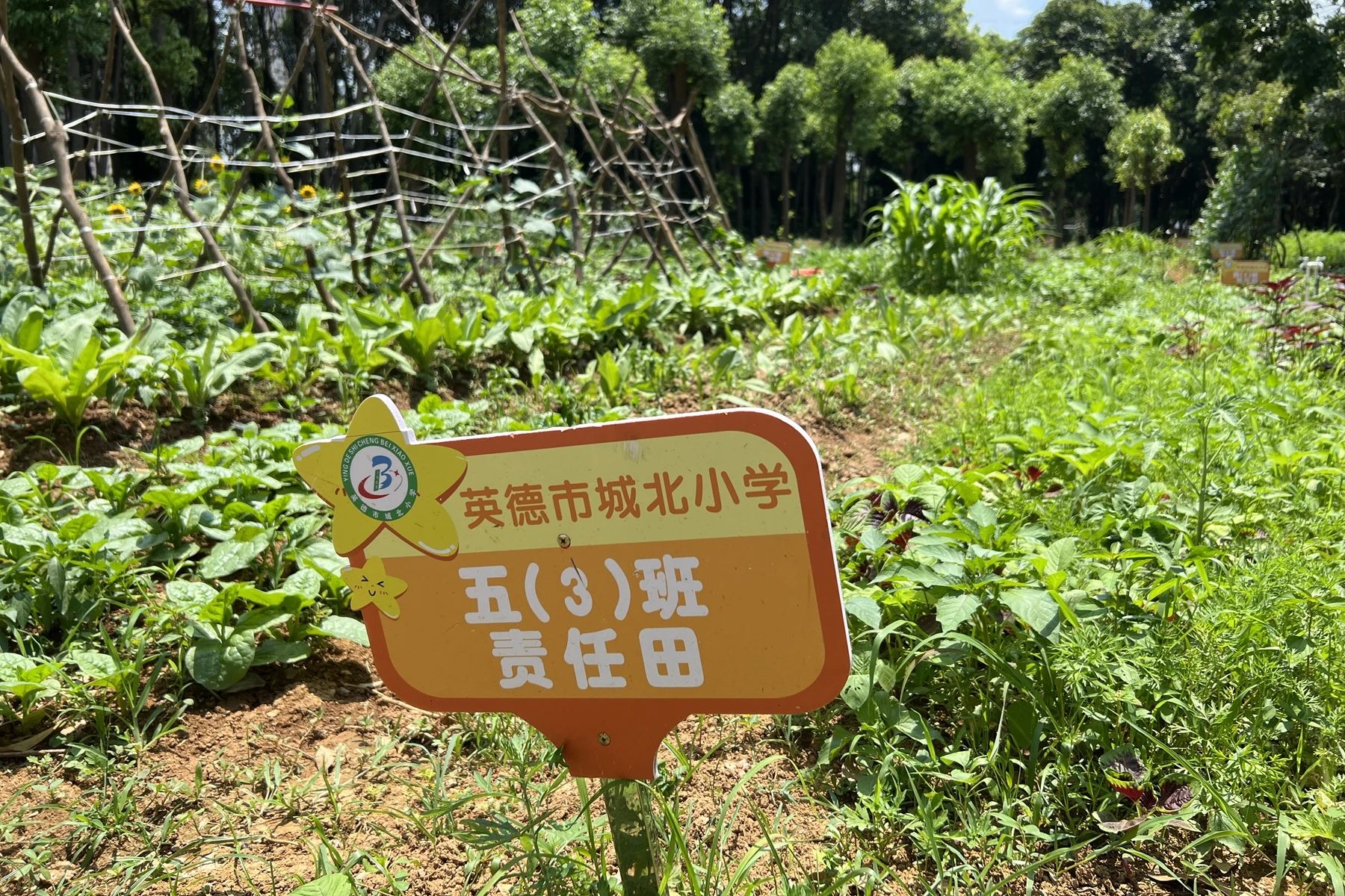 1685670889743287.jpg 1685670889743287.jpg